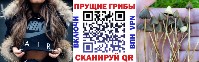 Псилоцибиновые грибы Cubensis  даркнет сайт  Лодейное Поле 